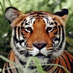 tiger wallpapers android application logo